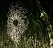 18th Aug 2022 - Spiderweb 