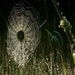 Spiderweb  by radiogirl