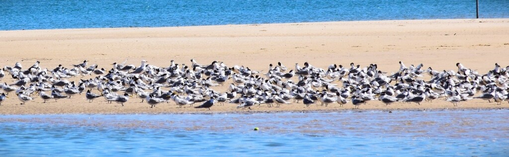 A Sandbank Of Seagulls ~  by happysnaps