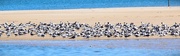 19th Aug 2022 - A Sandbank Of Seagulls ~ 