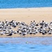 A Sandbank Of Seagulls ~ 