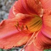Daylily by sunnygreenwood