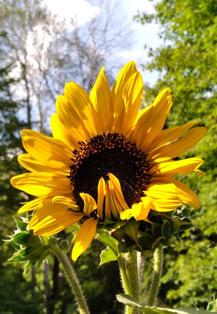 Sunflower #5 by julie