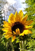 18th Aug 2022 - Sunflower #5