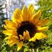 Sunflower #5 by julie
