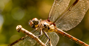 18th Aug 2022 - Dragonfly Up Close!