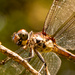 Dragonfly Up Close! by rickster549