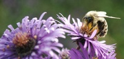 19th Jun 2022 - Day 170: Love those Pollinators !