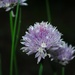 Day 171: Chives ! by jeanniec57