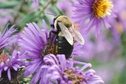 21st Jun 2022 - Day 172: Still Chasing Pollinators ! 