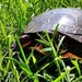 Day 181:  Painted Turtle  by jeanniec57