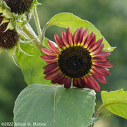 18th Aug 2022 - Another Kind of Sunflower