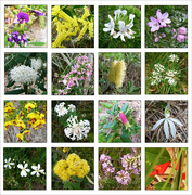 19th Aug 2022 - Wildflower Collage