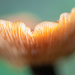 Mushroom Magic by yaorenliu