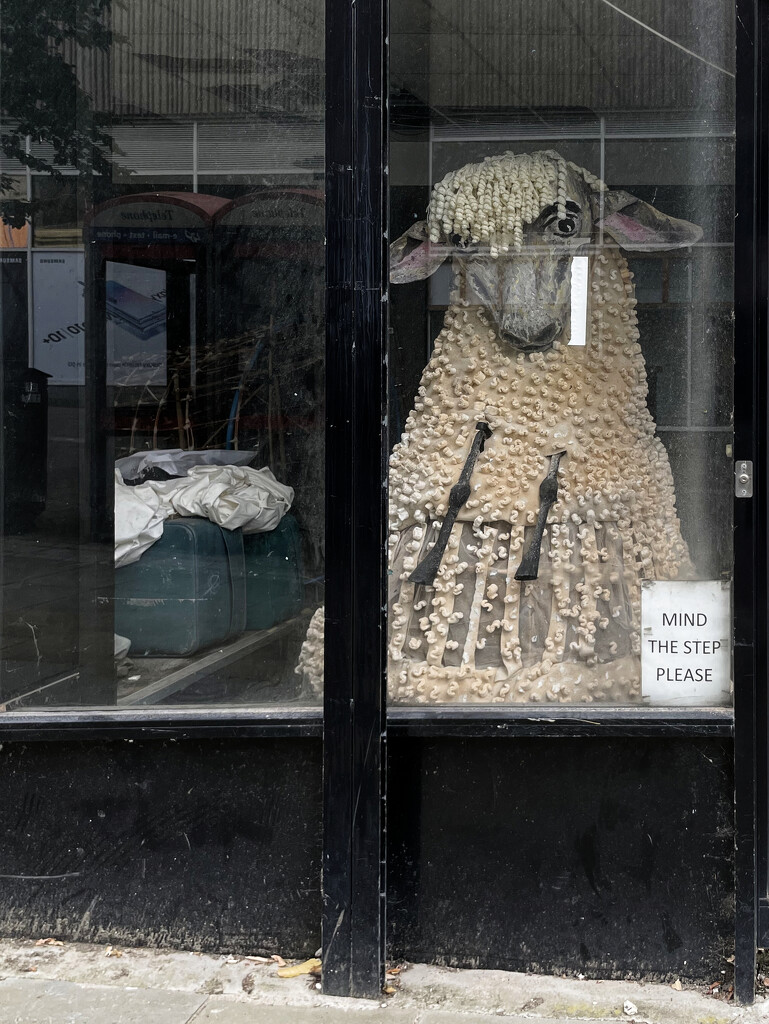 2022-08-17 Neath the Watchful Gaze of the Sheep in the Shop by cityhillsandsea
