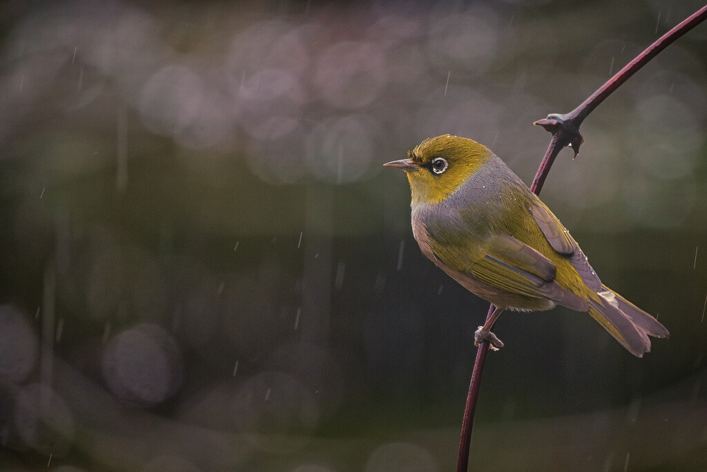 Rain Bird by helenw2
