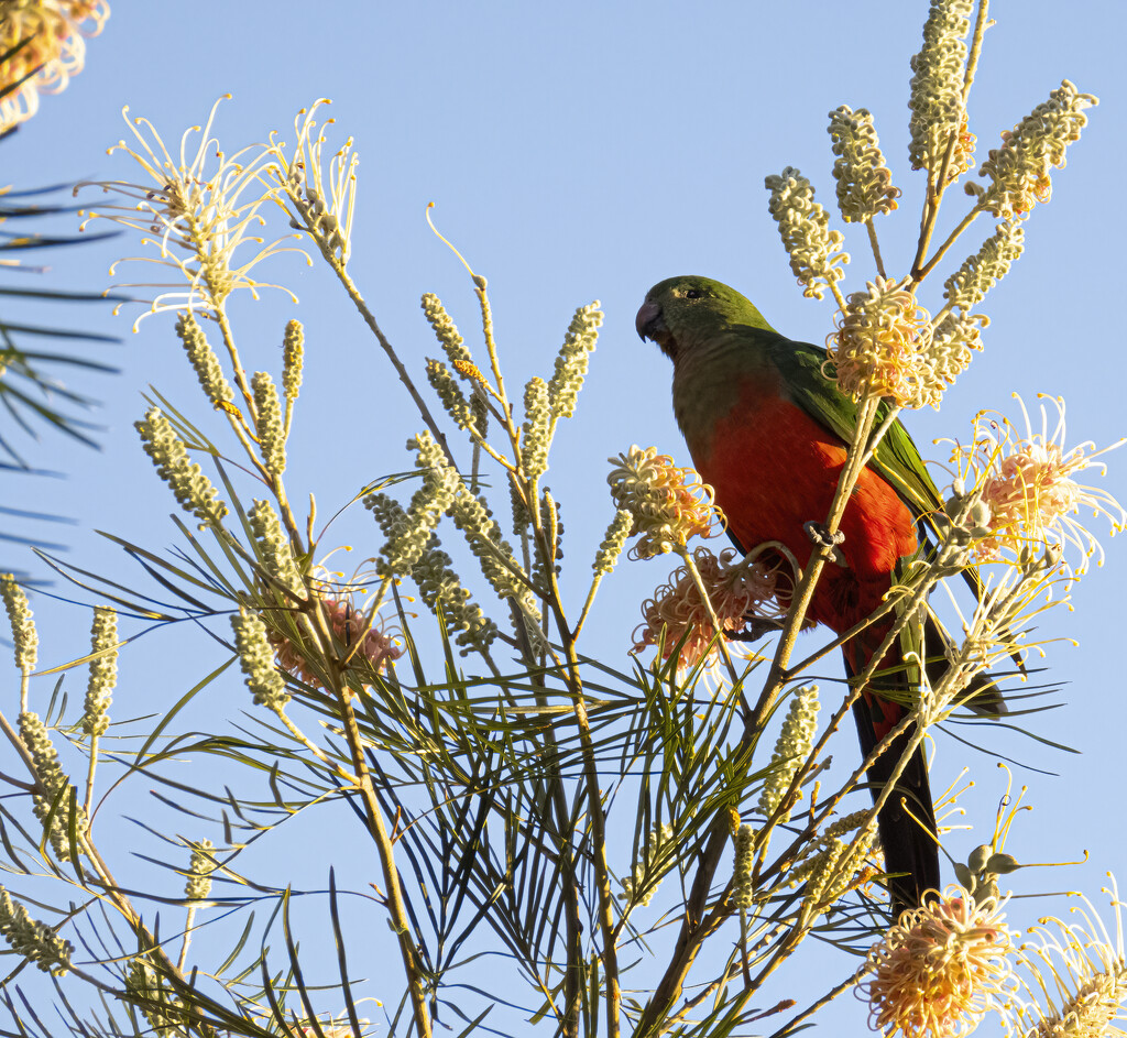 King Parrot by koalagardens