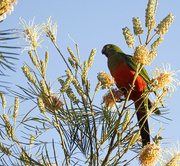 16th Aug 2022 - King Parrot