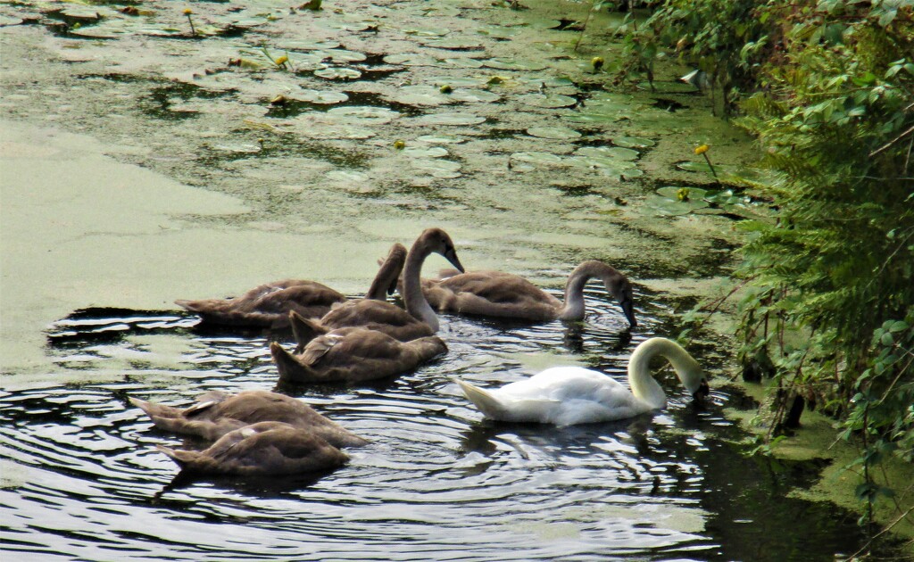 Swan Family. Rishton. by grace55