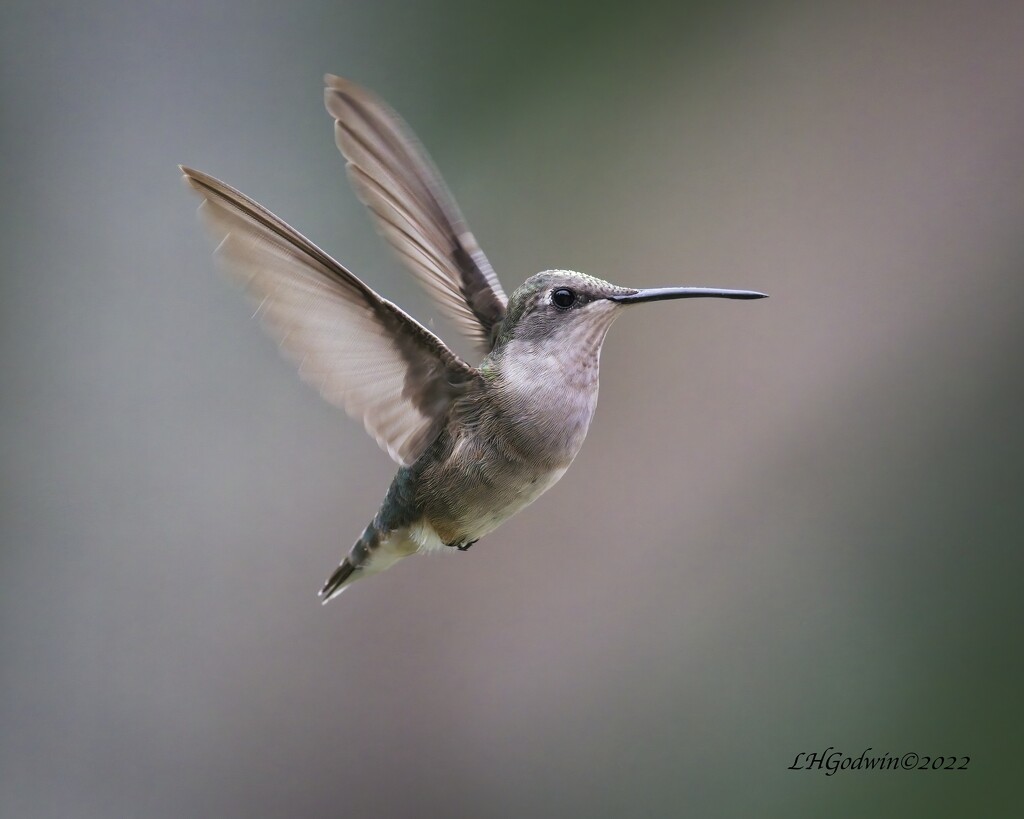 LHG_4875-Incoming Hummingbird by rontu