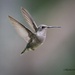 LHG_4875-Incoming Hummingbird by rontu