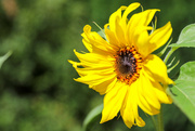 19th Aug 2022 - Sunflower