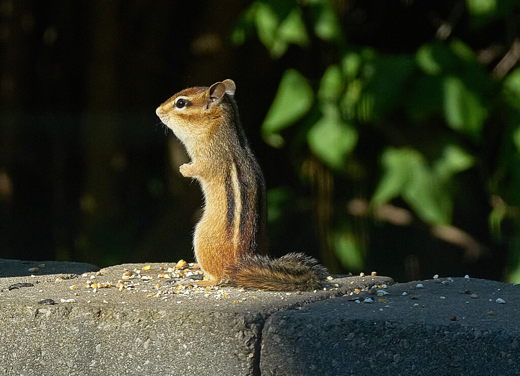 Chipmunk Spotlight by gardencat