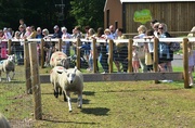 19th Aug 2022 - It's been a sheep-racing-sort-of-day