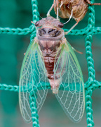 13th Aug 2022 - cicada