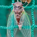 cicada by aecasey