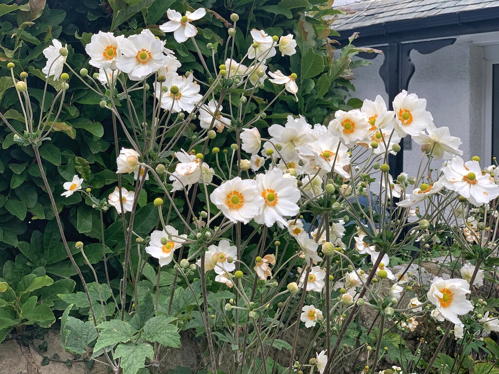 Japanese anemones  by happypat