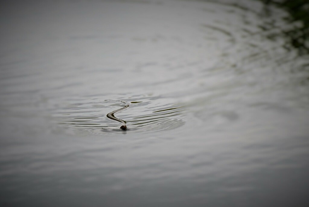 Day 200: Water Snake  by jeanniec57