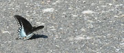 20th Jul 2022 - Day 201: Black Swallowtail 