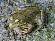 19th Aug 2022 - frog 