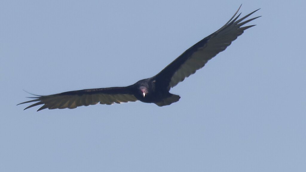 turkey vulture by rminer