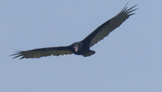19th Aug 2022 - turkey vulture