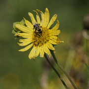 19th Aug 2022 - sunflower and bumblebee