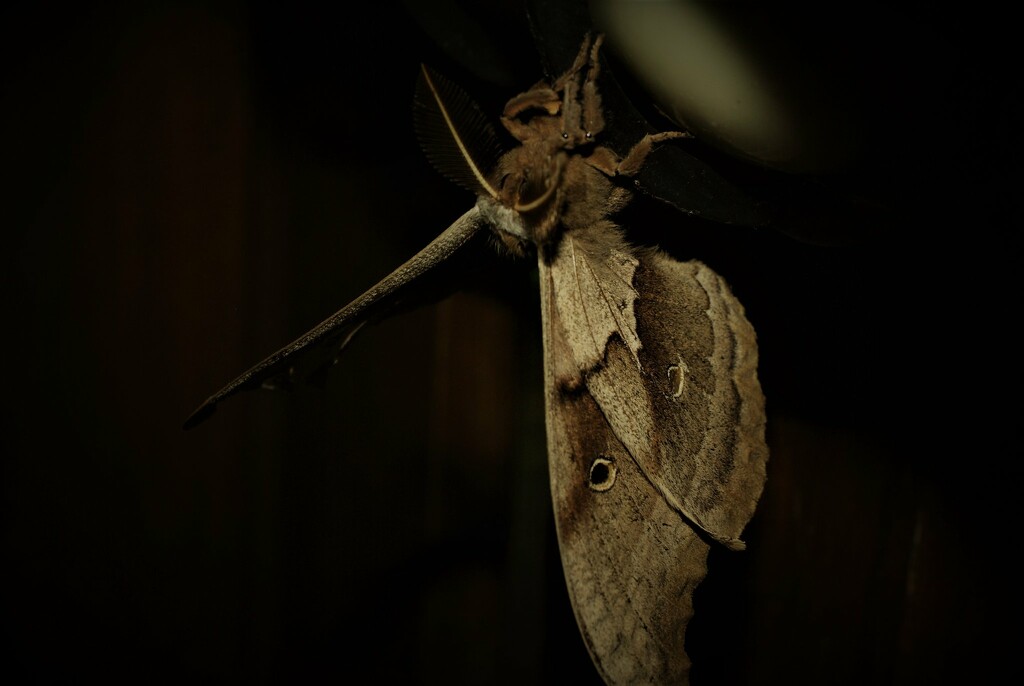 Day 208: Polyphemus Moth  by jeanniec57