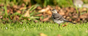 19th Aug 2022 - Young Wagtail 