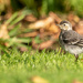 Young Wagtail  by lifeat60degrees