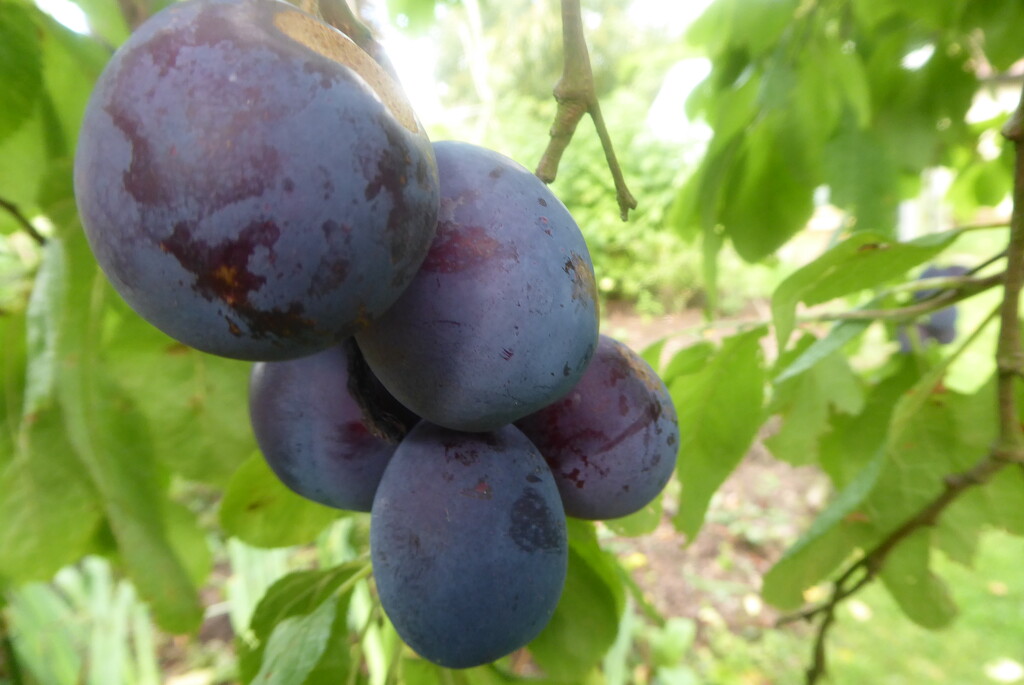 our Shropshire Blue plums nearly ready by snowy