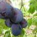 our Shropshire Blue plums nearly ready by snowy