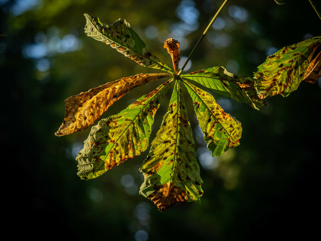 A chestnut leaf by haskar
