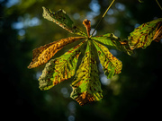 18th Aug 2022 - A chestnut leaf