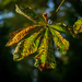 A chestnut leaf by haskar
