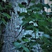 Tree Identification by granagringa