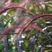 Fountain Grass by 365projectorgheatherb