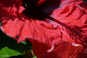 19th Aug 2022 - Rain drops on hibiscus flower