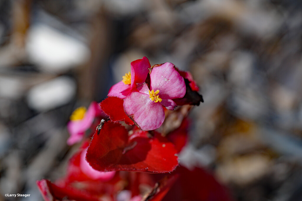 Begonia bloom by larrysphotos