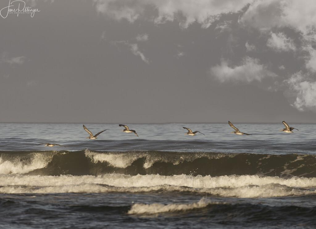 Pelicans Skimming the Wave by jgpittenger
